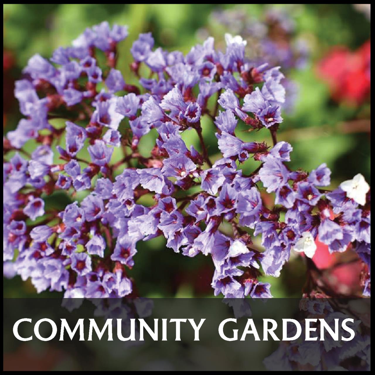 Text: community gardens; close-up image of small purple flowers