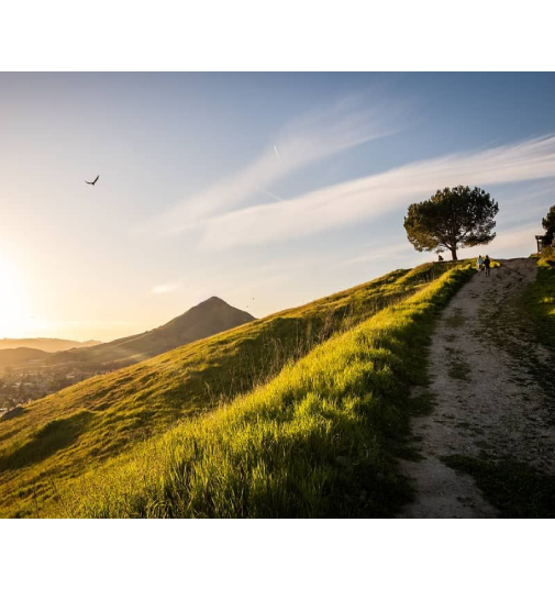 high quality image of terrace hill with bird flying by