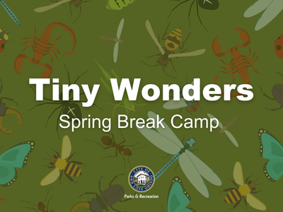 Tiny Wonders Spring Break Camp foreground, green background with insects