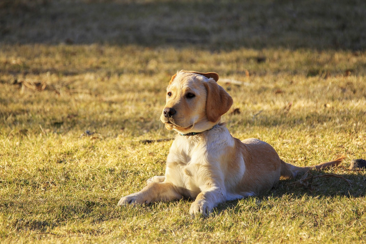 Dog puppy laying down on grass