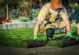 Person installing sod