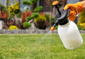 Spraying pesticides on lawn