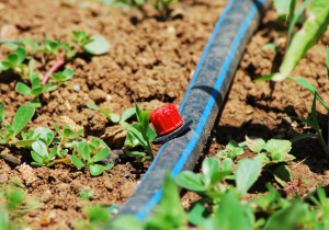 Close up of drip irrigation in garden