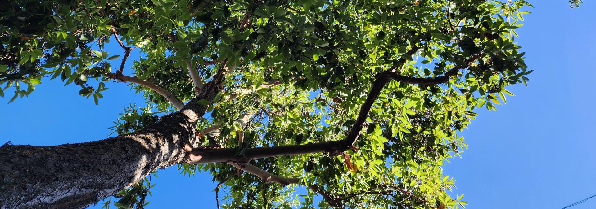 looking up into a tree