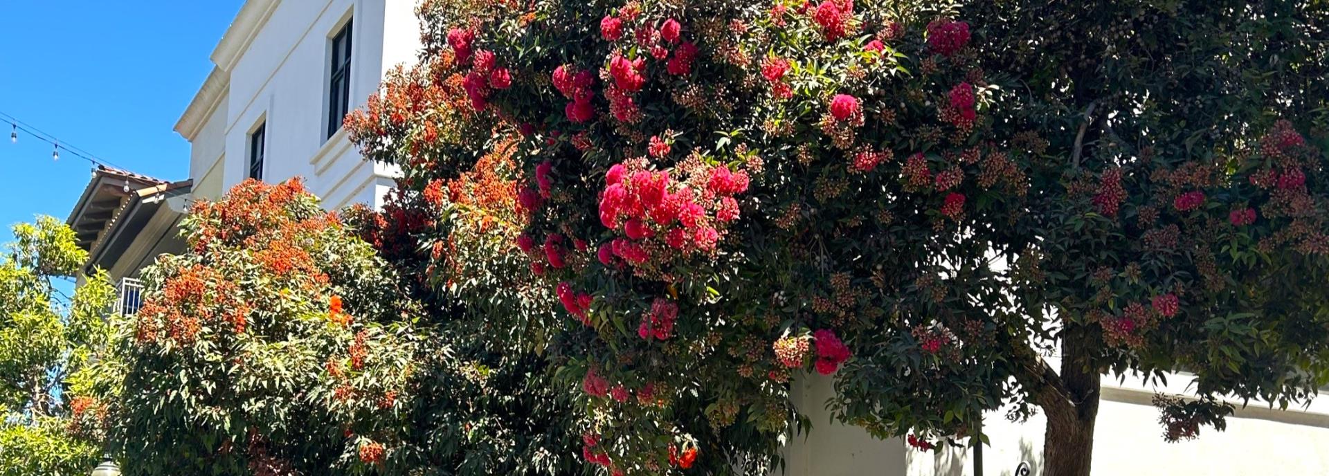 tree with red flowers and white building